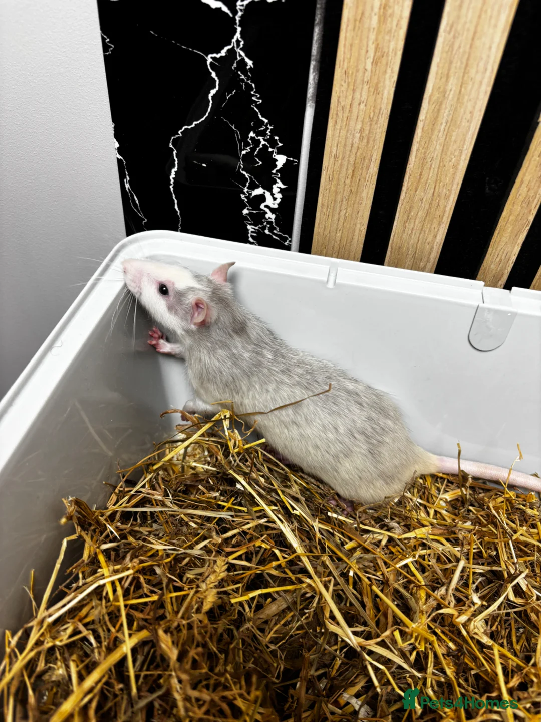 Rat rodents for sale: Dumbo rats  - Advert 2