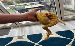 Python Snake reptiles for sale: Ball python  - Image 1
