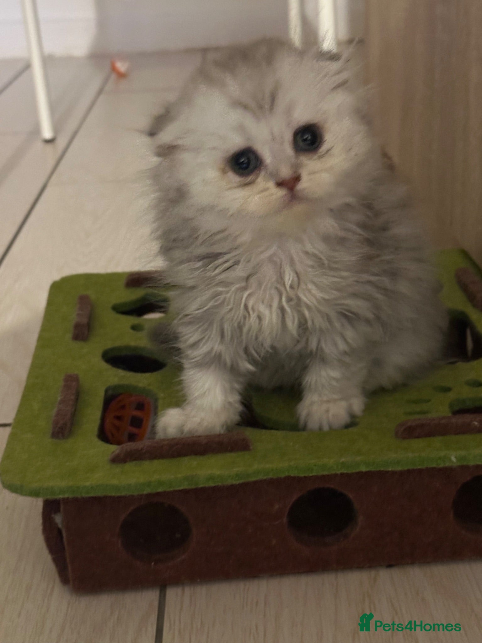 Scottish Fold cats Beautiful Scottish Fold Kittens  - Advert 2