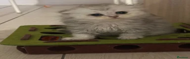 Scottish Fold spotted tabby 3