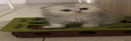Scottish Fold cats for sale: Only 2 left!! Beautiful Scottish Fold Kittens  - Advert 23