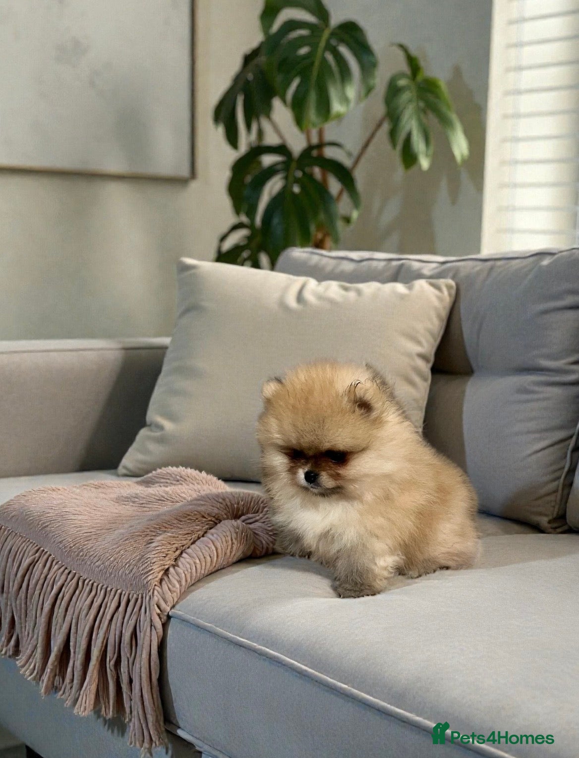 Pomeranian dogs Top Quality 🐻 Teddy Bears  - Advert 10