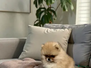 Pomeranian dogs Top Quality 🐻 Teddy Bears - Advert 8