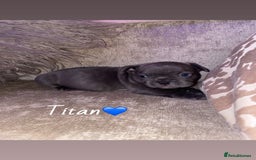 French Bulldog dogs for sale: French bulldogs for sale  - Image 5