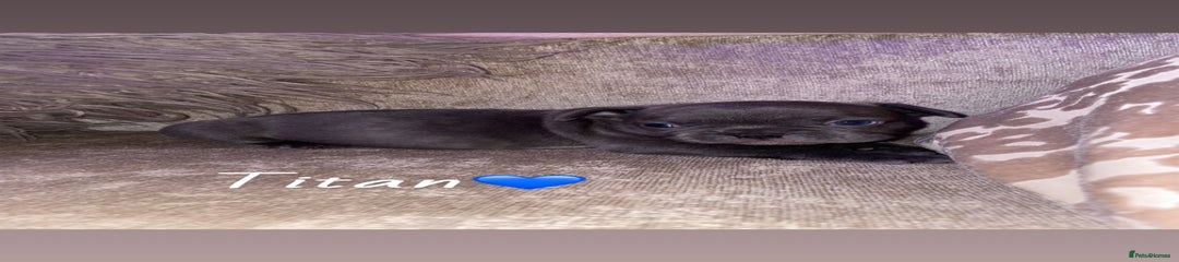 French Bulldog Puppy 4