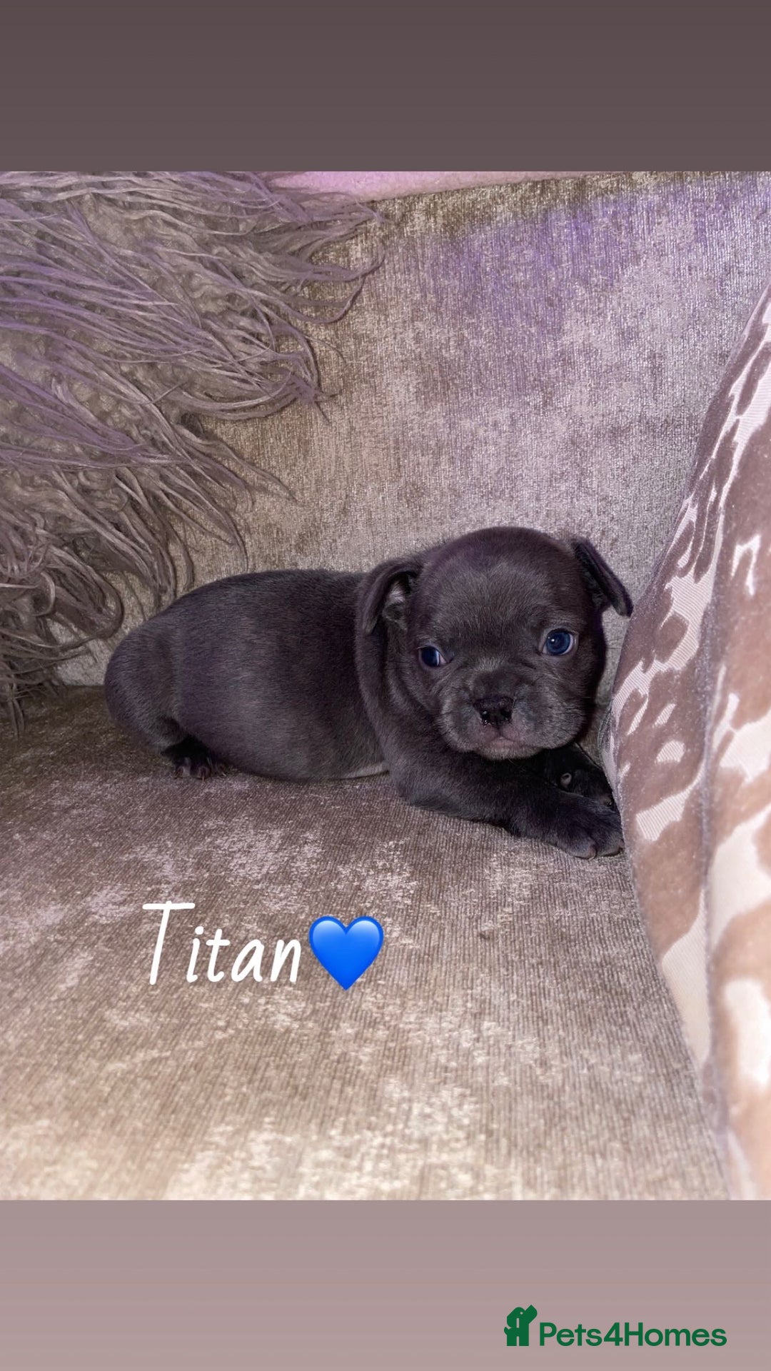 French Bulldog dogs for sale: French bulldogs for sale  - Image 5