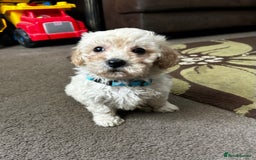 Poochon dogs for sale: Absolutely amazing Poochon Puppies - Image 25
