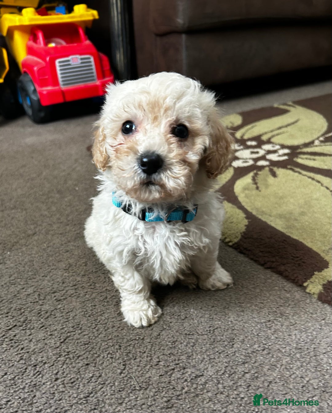 Poochon dogs for sale: Absolutely amazing Poochon Puppies - Image 25