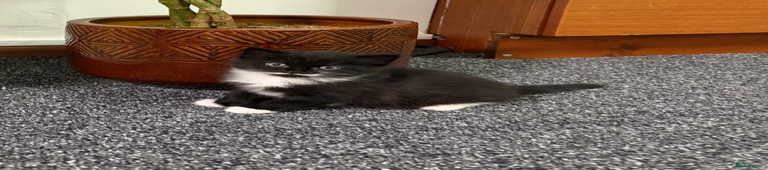Kitten 2