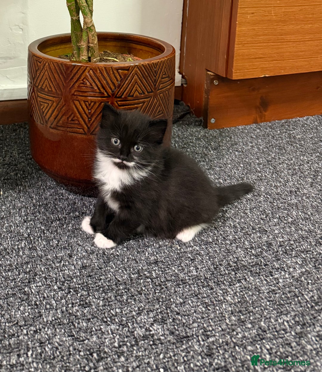 Mixed Breed cats for sale: 2 gorgeous long haired females available - Image 9
