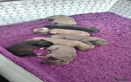 Whippet dogs for sale: 3/4 Whippet 1/4 Italian greyhound  - Image 3