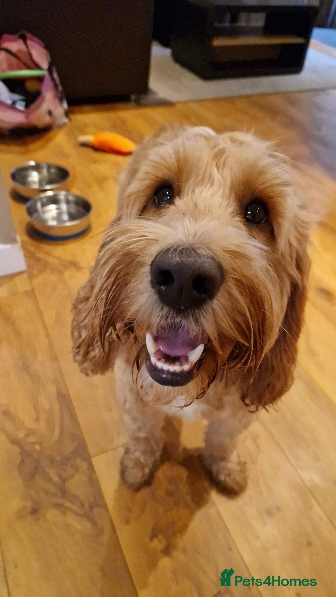 Cockapoo dogs for stud: Stud Available - Handsome F2 Cockapoo called Teddy - Image 3