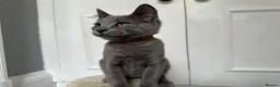 Russian Blue cats for sale: Russian Blue Kittens  - Advert 4