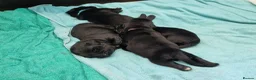 Newfoundland dogs for sale: KC Registered Black Newfoundland Puppies  in Moffat - Advert 9