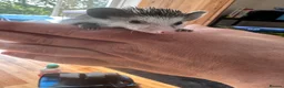 Pygmy Hedgehog rodents for sale: 8 week old pygmy Hedgehogs - Advert 2