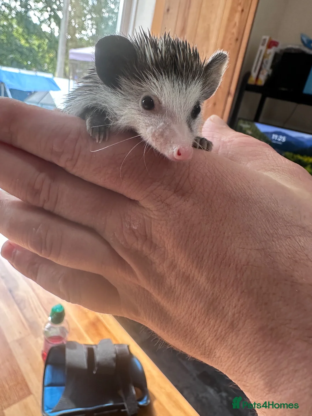Pygmy Hedgehog rodents for sale: 8 week old pygmy Hedgehogs - Advert 2