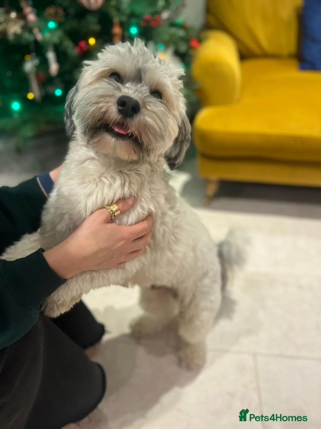 Havanese dogs for stud: Our sweetheart Teddy is now available for stud. - Advert 5