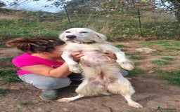 English Setter dogs for adoption: Dana  - Advert 6