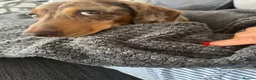 Miniature Dachshund dogs for sale: Miniature Dachshund seeking his forever home  - Advert 11