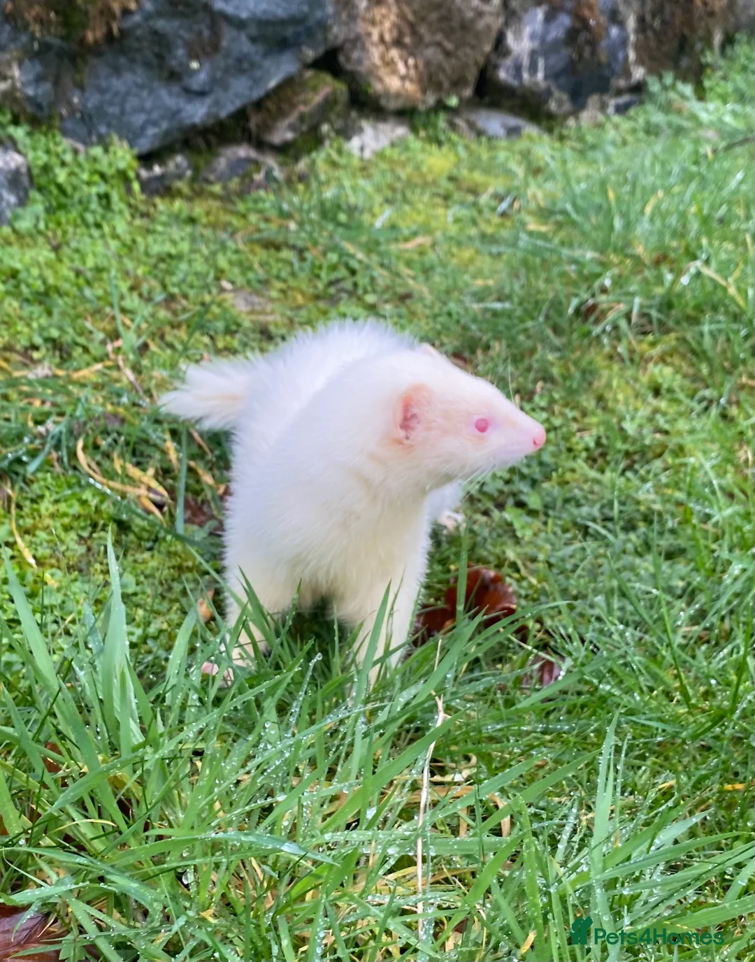 Ferret rodents for sale: Ferret for sale  - Advert 5