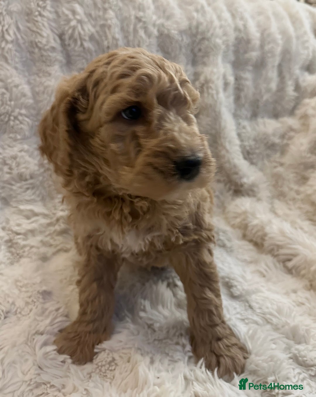 Goldendoodle dogs for sale: Beautiful golden doodles  - Advert 4