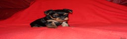 Yorkshire Terrier dogs for sale: 2 Beautiful Pure Breed Yorkshire Terrier females - Advert 4