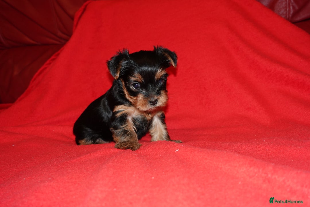 Yorkshire Terrier dogs for sale: 2 Beautiful Pure Breed Yorkshire Terrier females - Advert 4