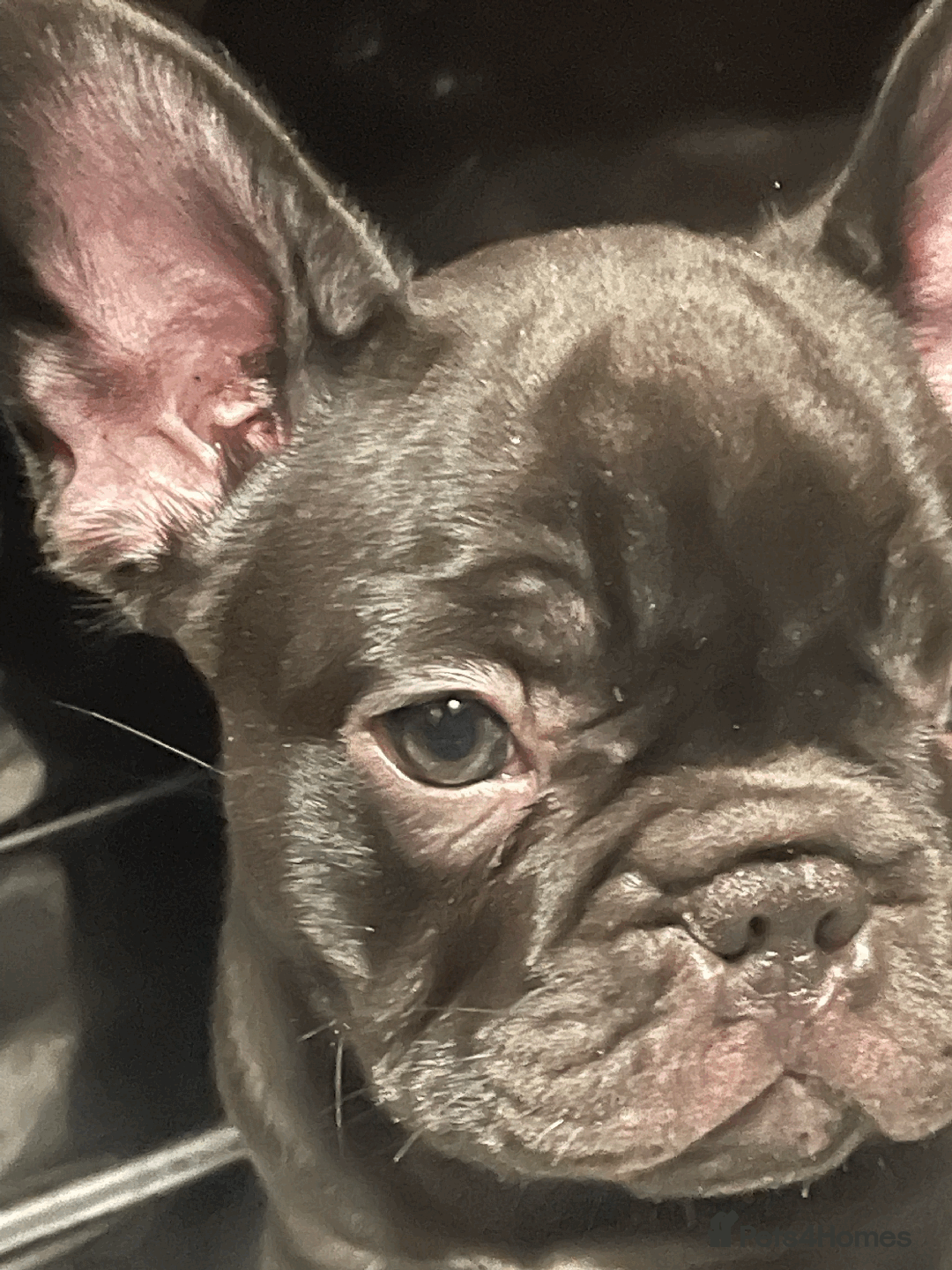French Bulldog dogs for sale: French Bulldog - Advert 5