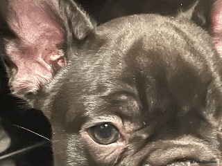 French Bulldog dogs French Bulldog - Advert 12