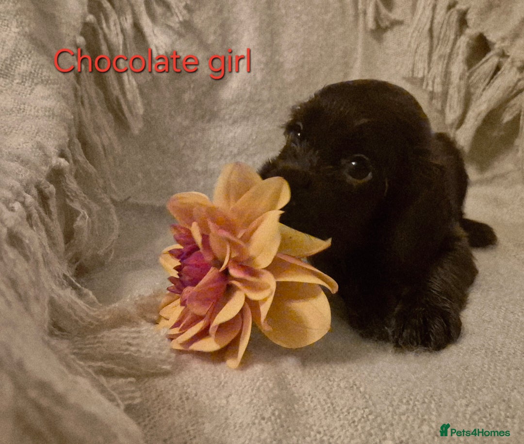 Cocker Spaniel dogs for sale: Exceptional KC Reg Working Cocker Spaniel Puppies - Image 13