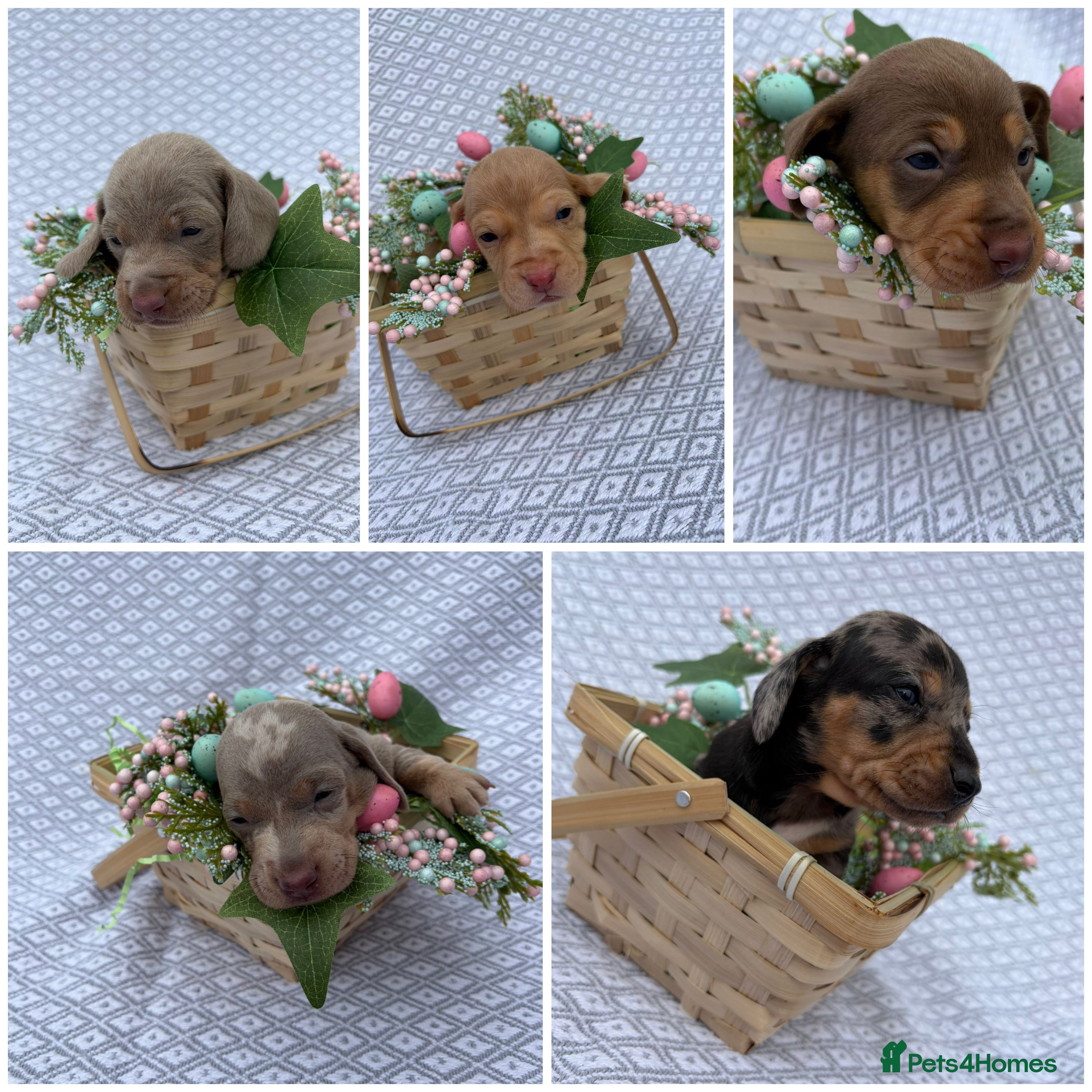 Miniature Dachshund dogs Beautiful KC Registered Minature Dachshunds  - Advert 14