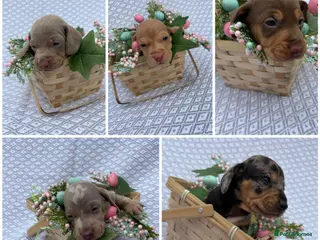 Miniature Dachshund dogs Beautiful KC Registered Minature Dachshunds - Advert 14