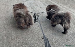 Chow Chow dogs for sale: Chow chow bitch  - Image 2