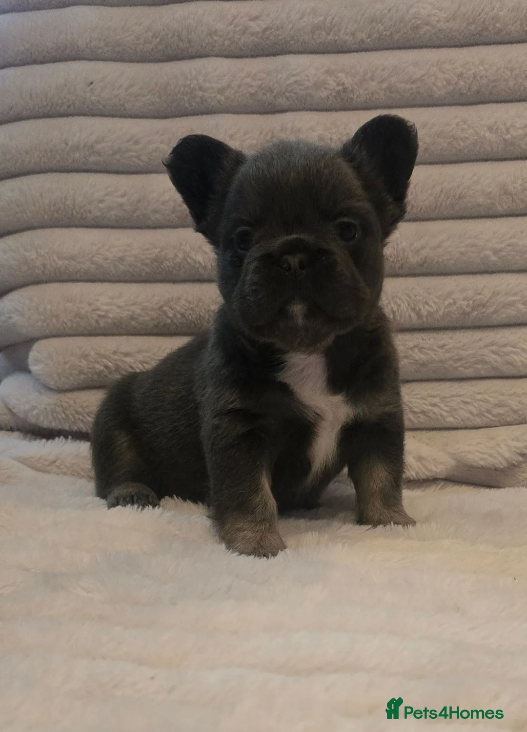 French Bulldog dogs for sale:   Outstanding Lilac Fluffy French Bulldog Puppies  in Wigan - Advert 1