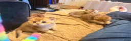 British Shorthair cats for sale: British Shorthair Golden Chinchilla Kittens in London - Advert 5