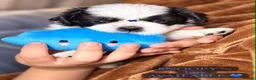 Shih Tzu dogs for sale: Beautiful Shih Tzu Puppies – Boys & Girls - Advert 5