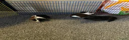Guinea Pig rodents for sale: Lovely Guinea Pigs 2 Weeks to 7 Months  - Advert 4