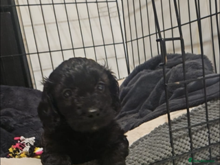 Cavapoo dogs Stunning cavapoo pups - Advert 5