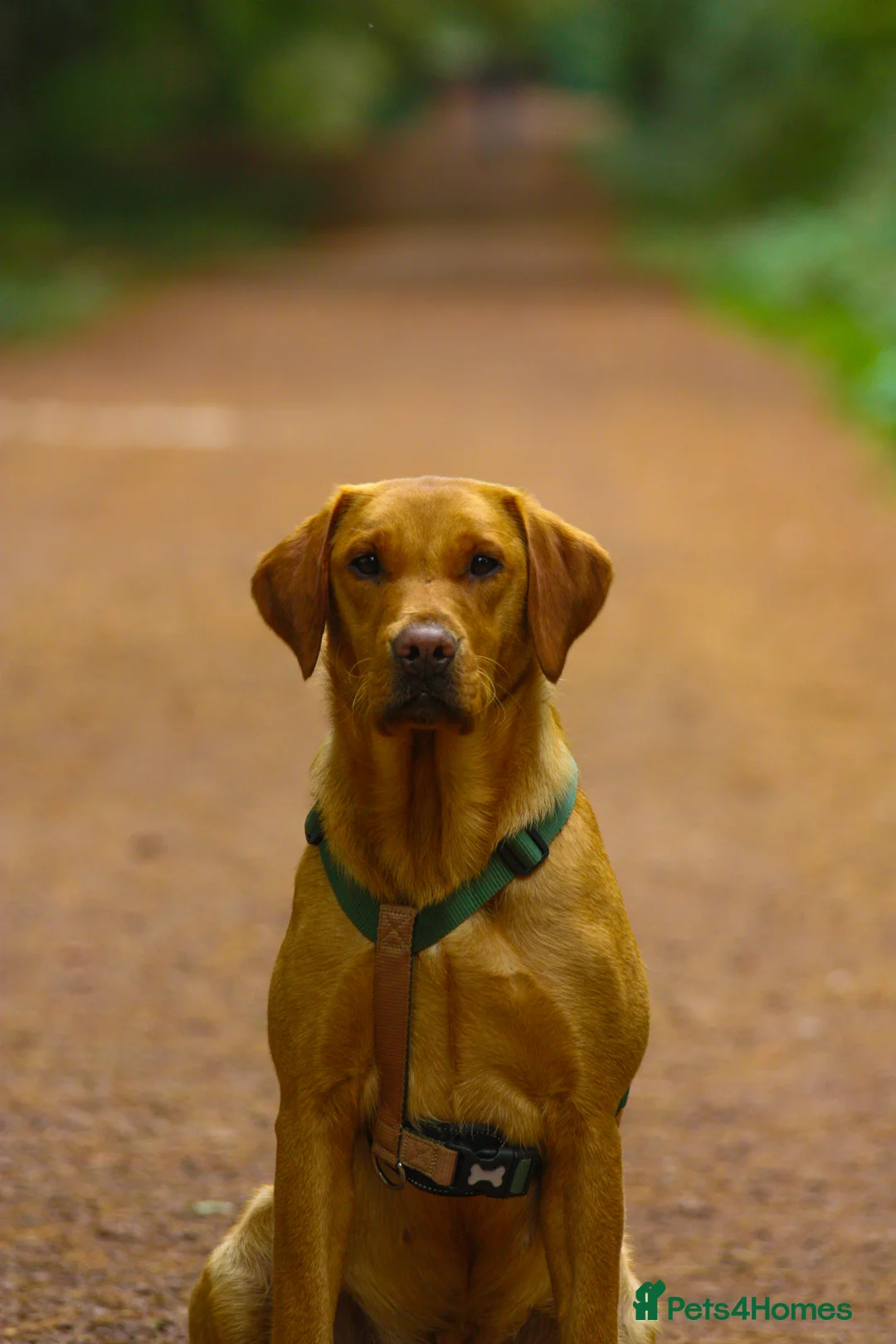 Labrador Retriever dogs for sale: Red Labrador Puppies - Advert 13