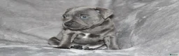 Staffordshire Bull Terrier dogs for sale: Extensively Health Tested KC S.B.T - Advert 28