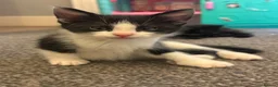 Mixed Breed cats for sale: Half Maine-coon kittens - Advert 12