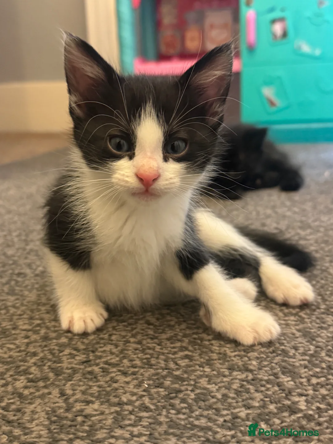 Mixed Breed cats for sale: Half Maine-coon kittens - Advert 12