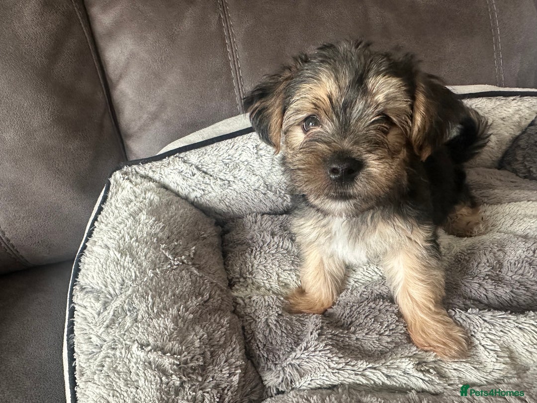 Morkie dogs for sale: Morkie Pups - Image 15