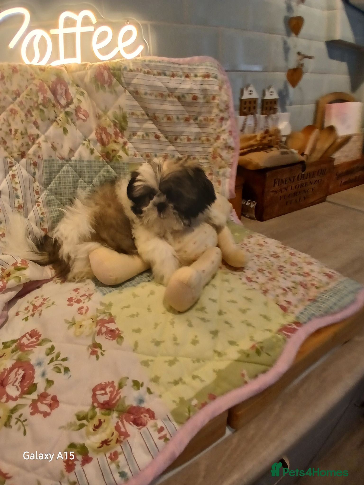 Shih Tzu dogs Puppie Girls & Boys , forever ready to play&cuddle - Advert 12