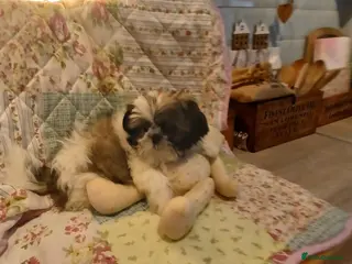 Shih Tzu dogs Puppie Girls & Boys , forever ready to play&cuddle - Advert 12