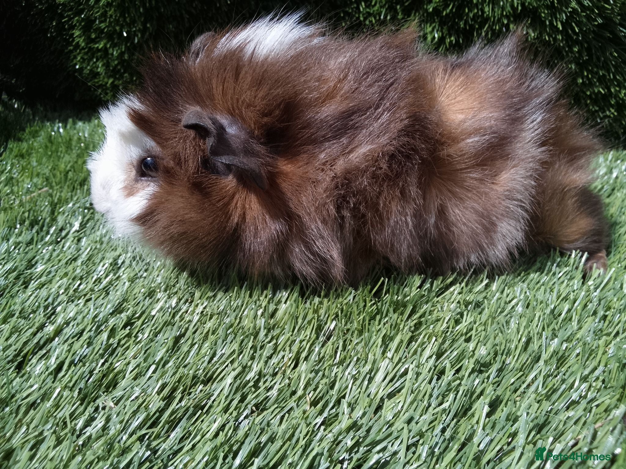 Guinea Pig rodents ABYSSINIAN BOYS - Advert 1