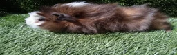 Guinea Pig rodents for sale: ABYSSINIAN BOYS - Advert 1