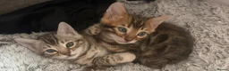 Bengal cats for sale: BENGAL 🔥 KITTENS TICA REGISTERED  - Advert 6