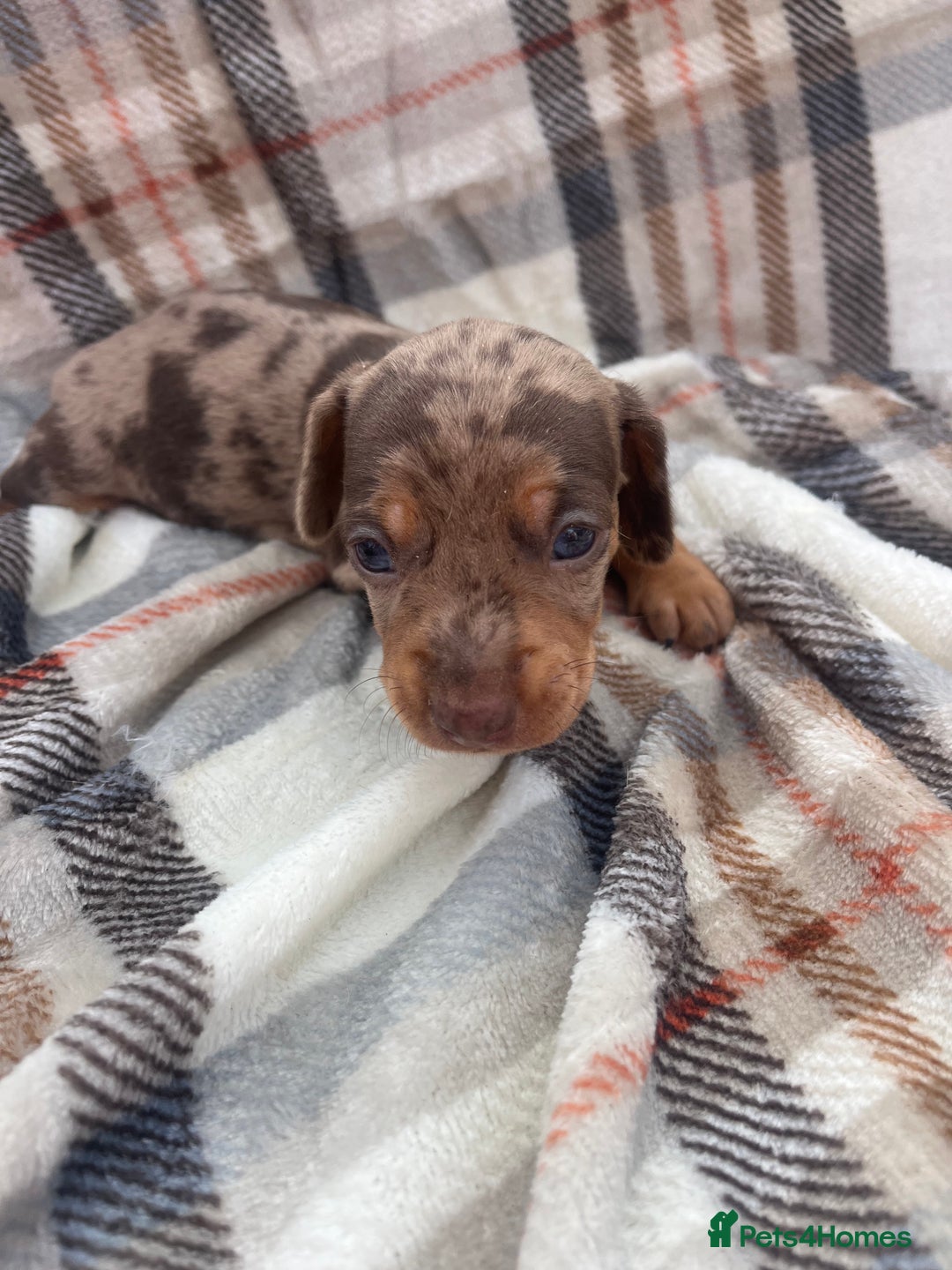 Miniature Dachshund dogs for sale: 5⭐️BREEDERS🏆KCREG🌸6GIRL💙1BOY🩺HEALTH TESTED🧬 - Image 10