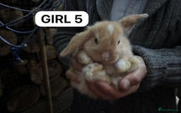Mini Lop rabbits for sale: Friendly, Handled, Beautiful Baby Bunnies for Sale - Image 22